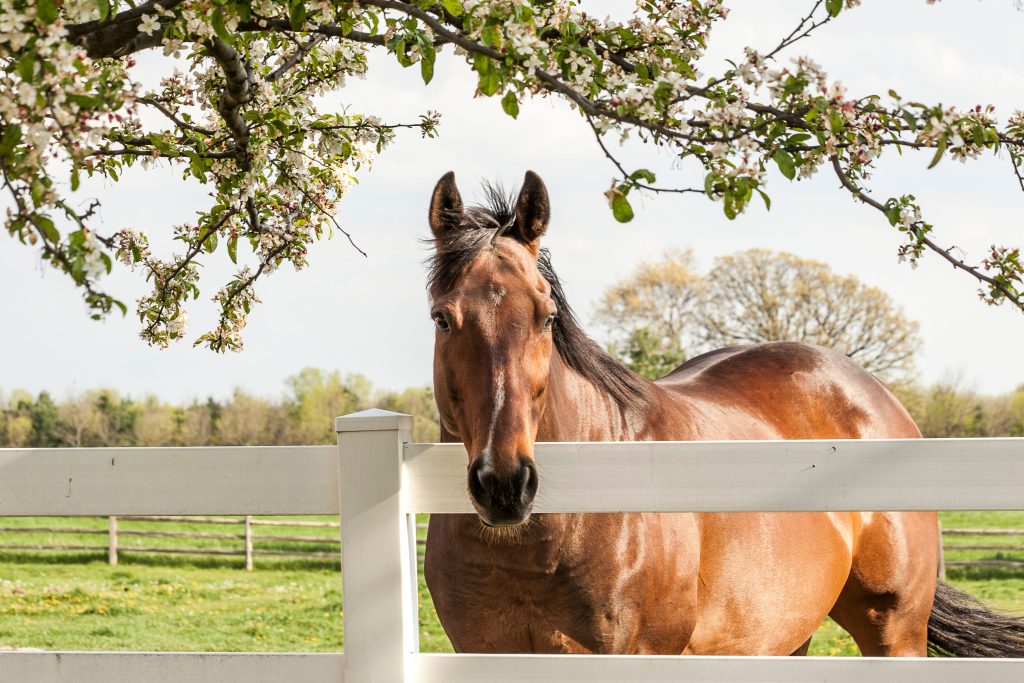 distance de clôture pour chevaux entre voisin