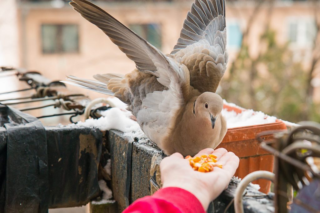 mon voisin nourrit les oiseaux